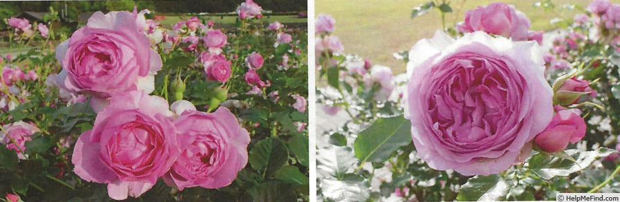 'Uki-Yo' rose photo