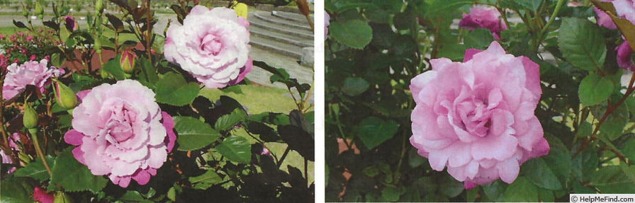 'Eleanor (miniature, Nakashima, 2020)' rose photo