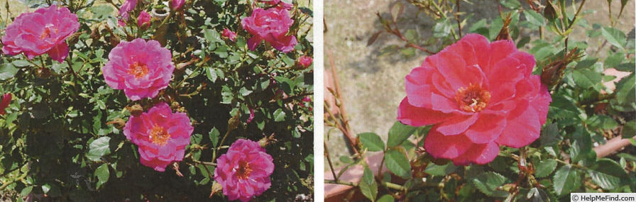'Liz (miniature, Nakashima, 2020)' rose photo