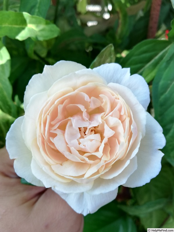 'Desdemona ® (Shrub, Austin 2015)' rose photo