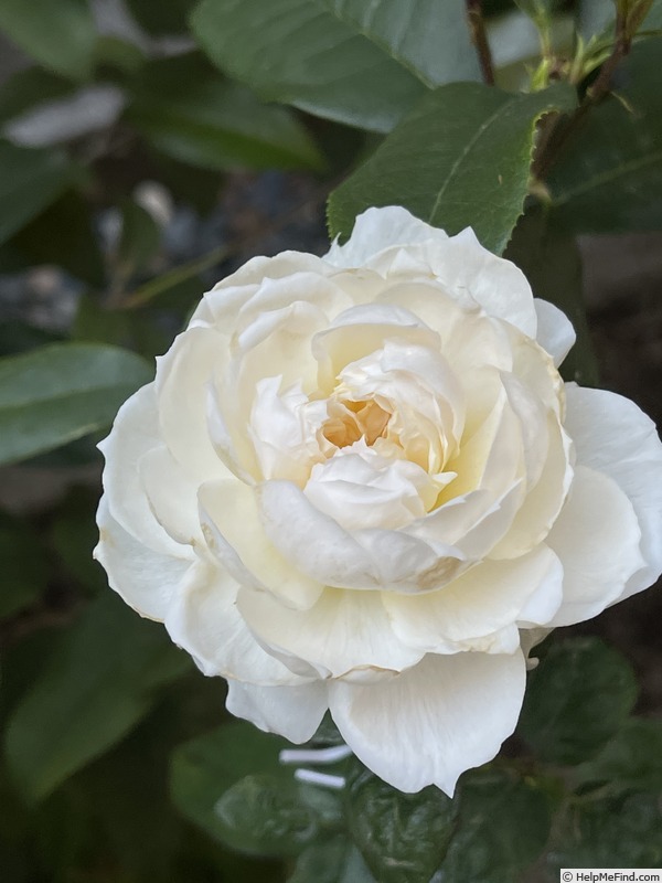 'Purity (florists rose, Austin)' rose photo