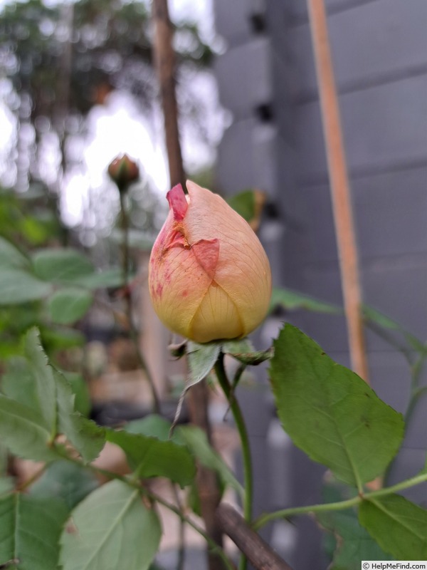 'Lady Emma Hamilton' rose photo