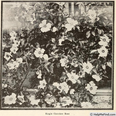 'Cherokee Rose' rose photo