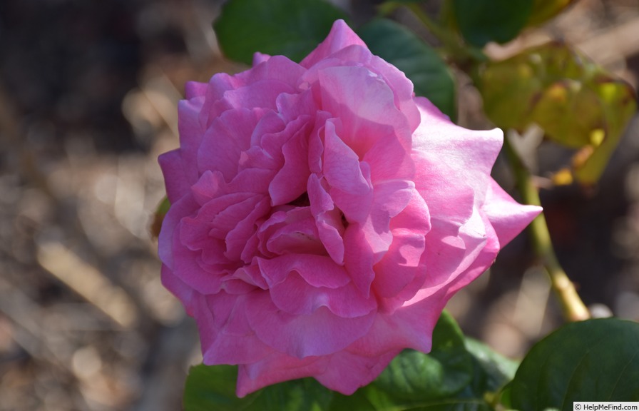 'Eden Rose (hybrid tea, Meilland, 1949)' rose photo