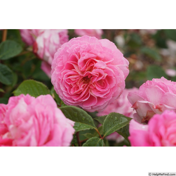 'Roses en Baie ®' rose, click to enlarge 'Roses en Baie ®' rose photo