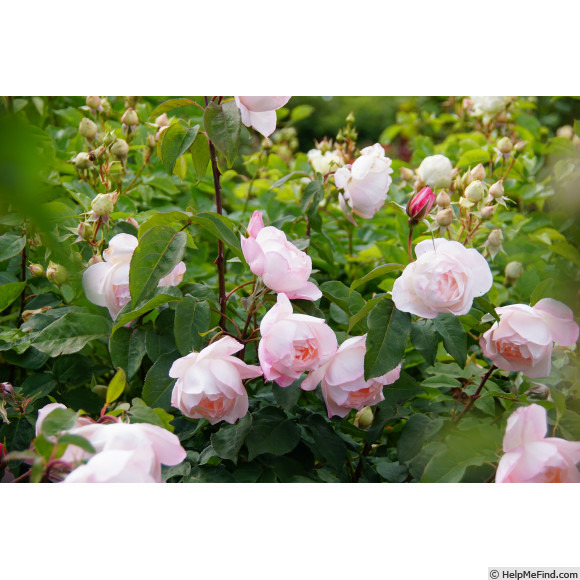 'Abbaye de Maubuisson ®' rose photo