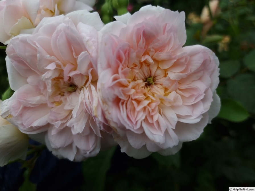 'Elizabeth (shrub, Austin, 2022)' rose photo