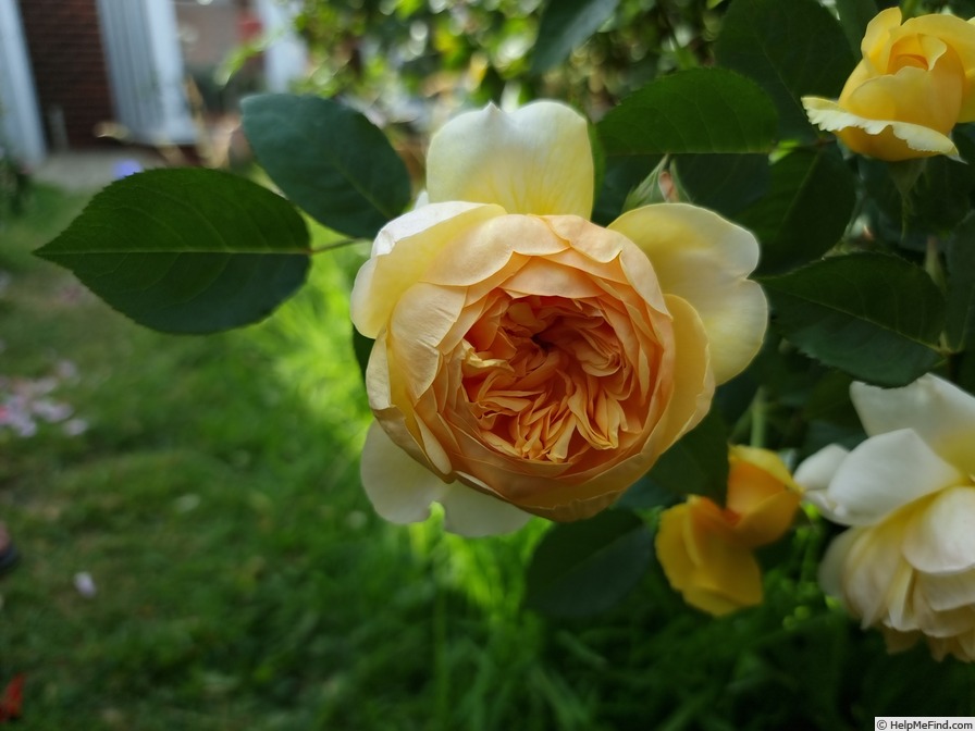 'Bring Me Sunshine' rose photo