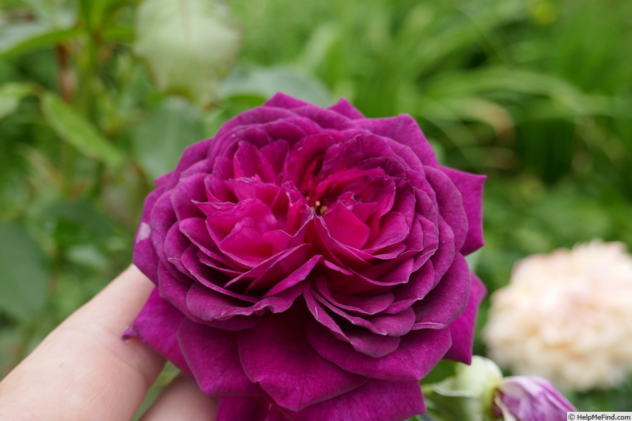 'Fuchsia (floribunda, Schade)' rose, click to enlarge 'Fuchsia (floribunda, Schade)' rose photo
