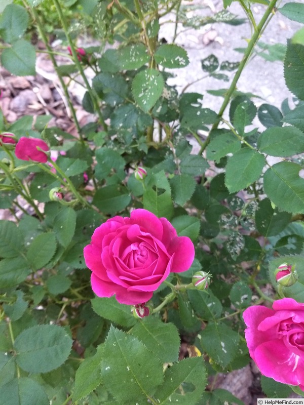 'Chianti' rose photo