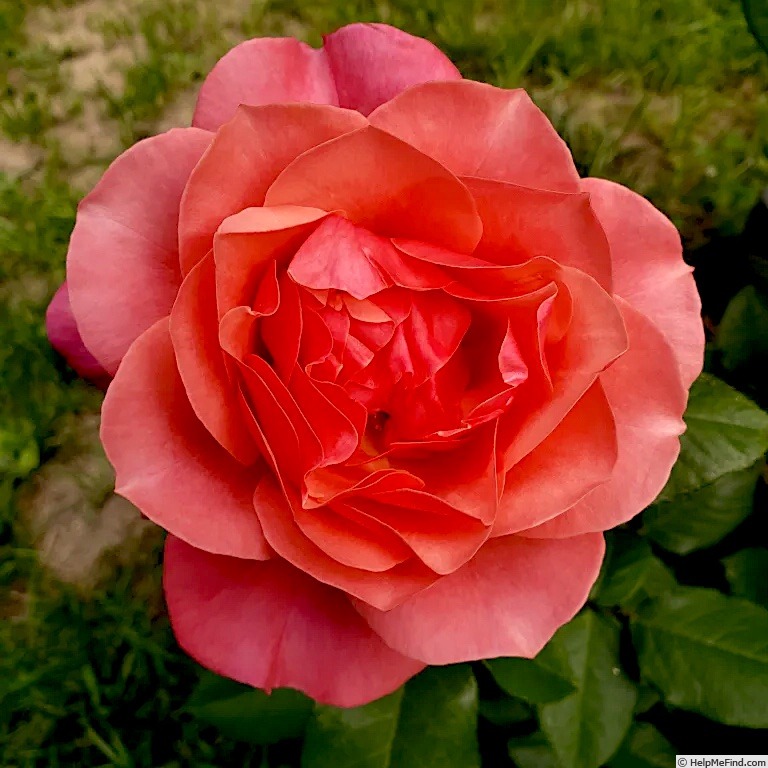 'Uptown Girl™' rose photo