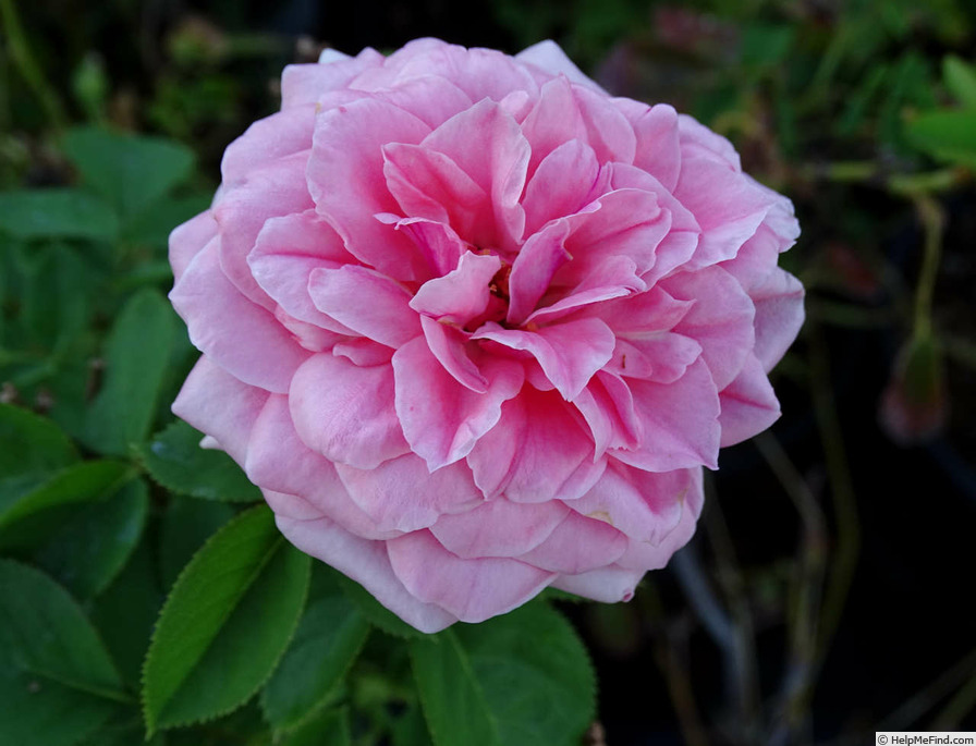 'Kimono ®' rose photo