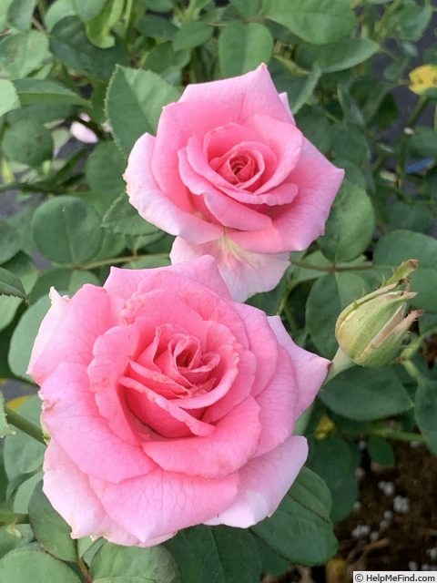 'Brindabella Pink Princess' rose photo