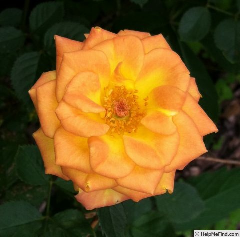 'Sunrosa™ Orange Delight' rose photo