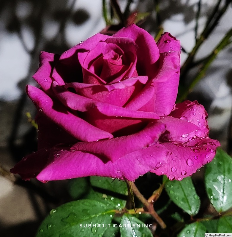 'Shiun' rose photo