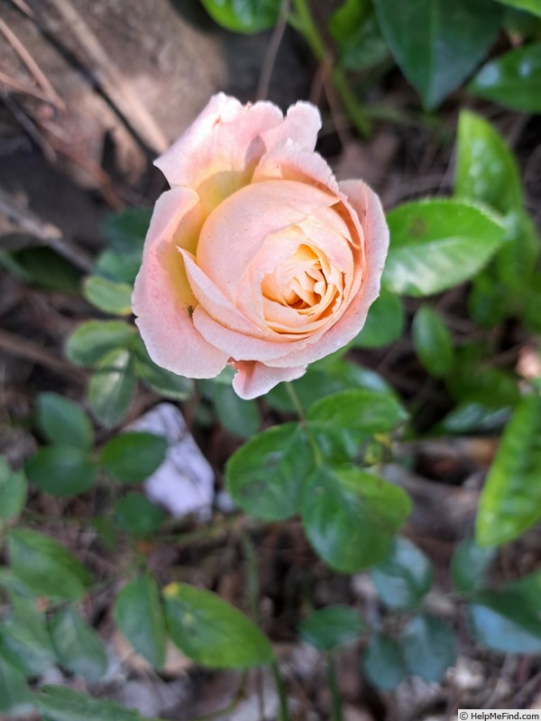 'Impala ® (floribunda, Kordes, 2007/19)' rose photo
