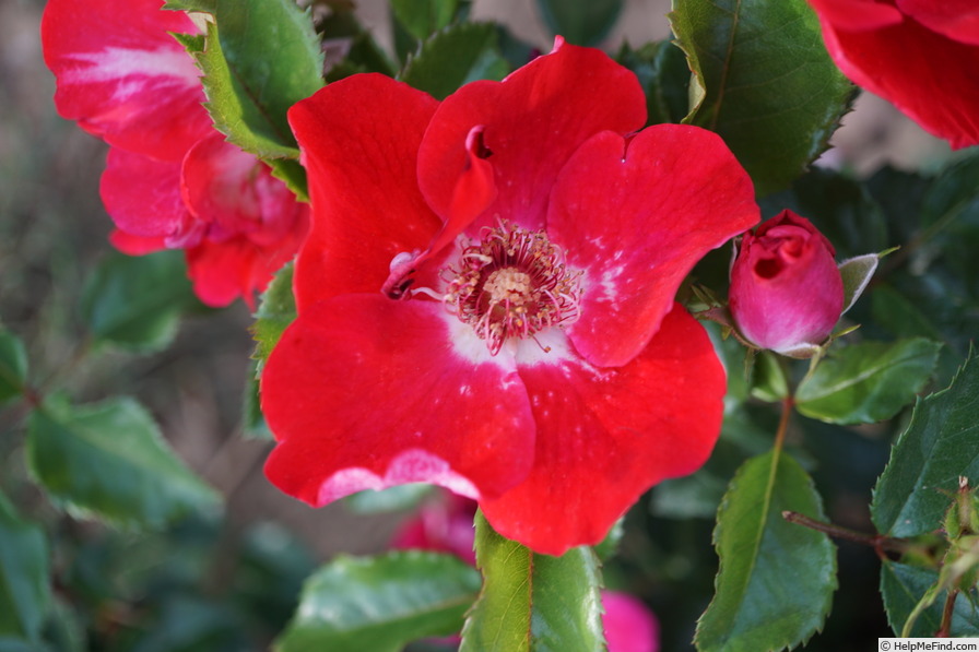 'Amulet Mella ®' rose photo