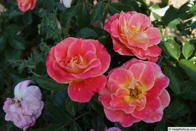 'Exotic Mella ®' rose photo