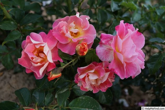 'Exotic Mella ®' rose photo