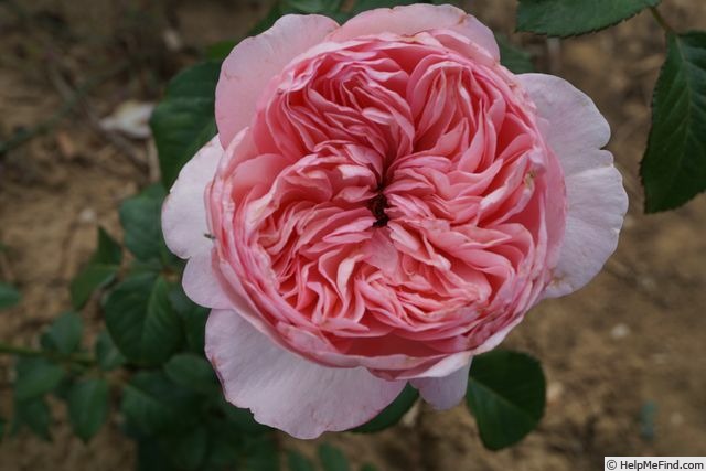 'Mauritia ®' rose photo