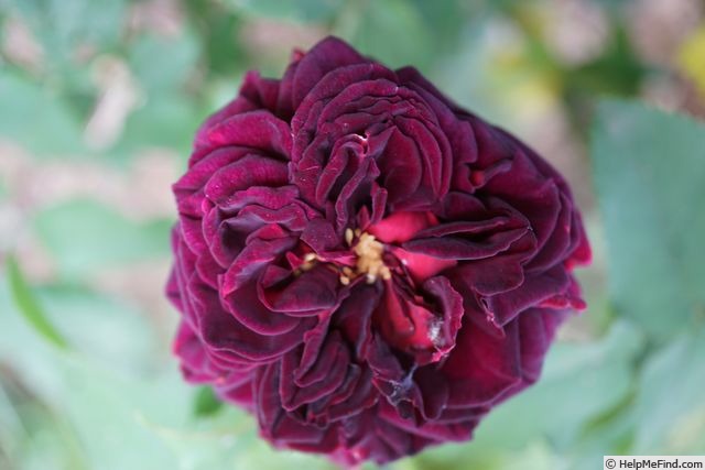 'Mortalisatis ®' rose photo