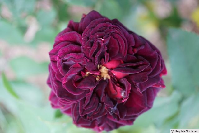 'Mortalisatis ®' rose, click to enlarge 'Mortalisatis ®' rose photo