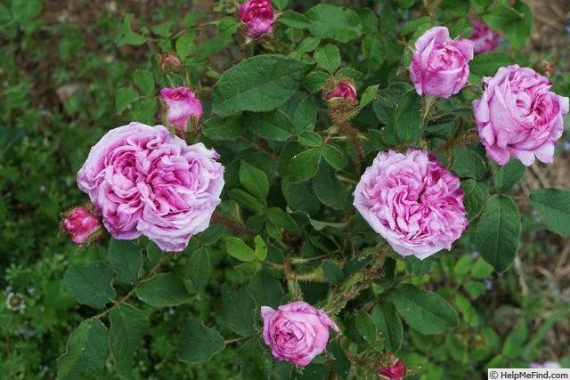 'Princesse Bacchiochi' rose photo