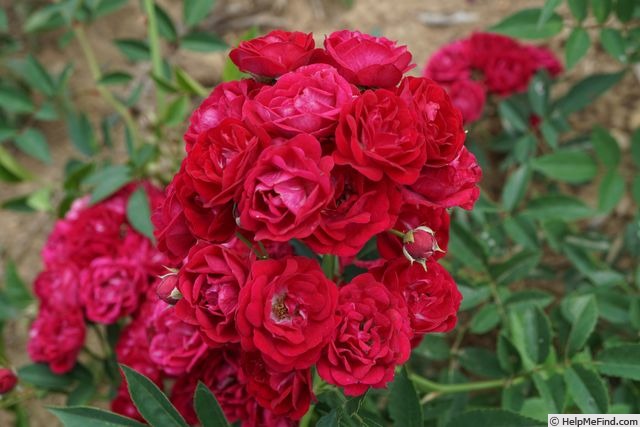 'Perennial Domino' rose photo