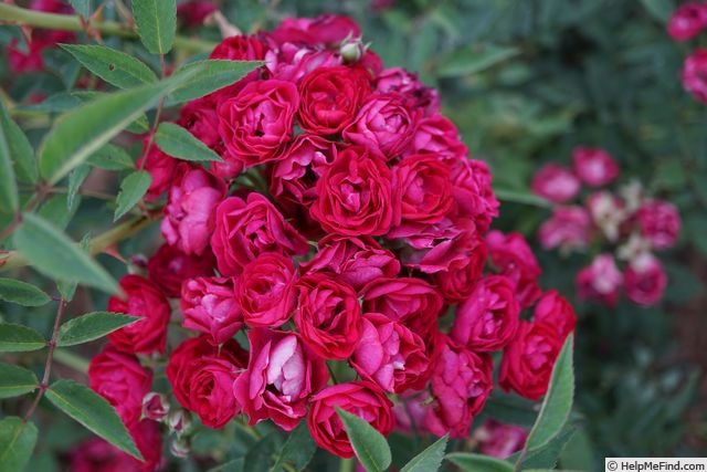 'Perennial Domino' rose photo