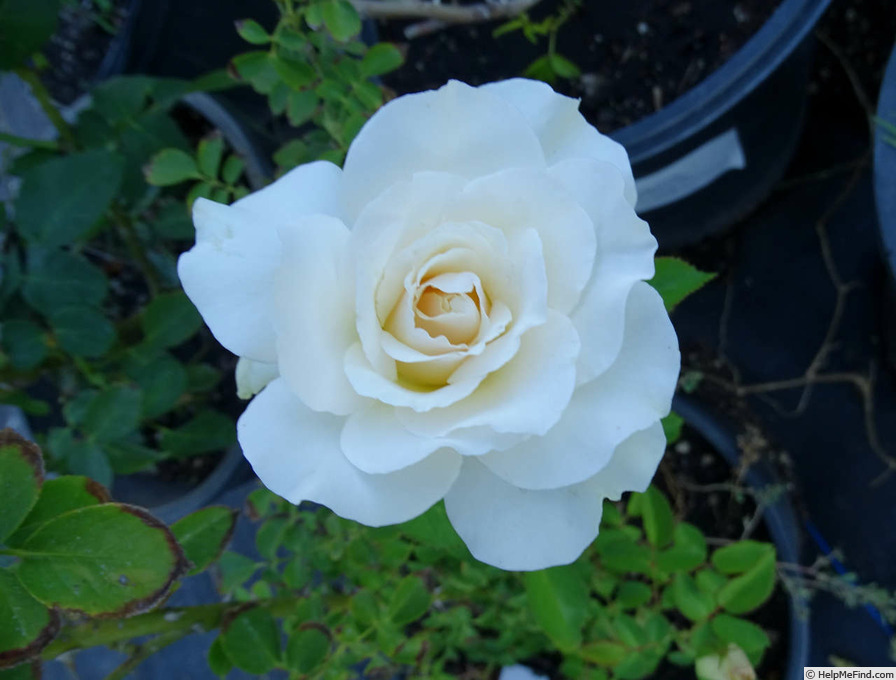 'Mount Hood' rose photo
