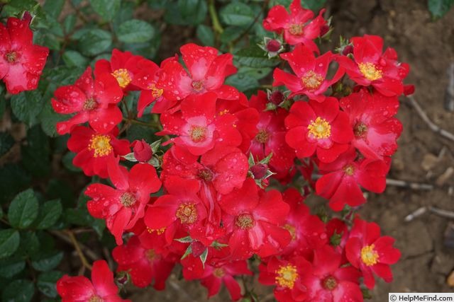 'Poppy Rose ® (hybrid moschata, Velle, 2014)' rose, click to enlarge 'Poppy Rose ® (hybrid moschata, Velle, 2014)' rose photo
