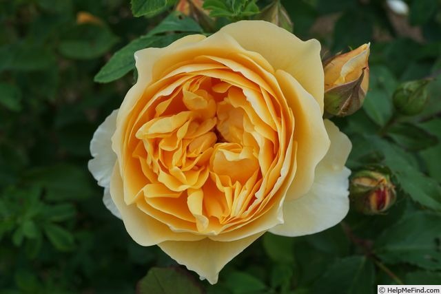 'Crown Princess Margareta ®' rose photo