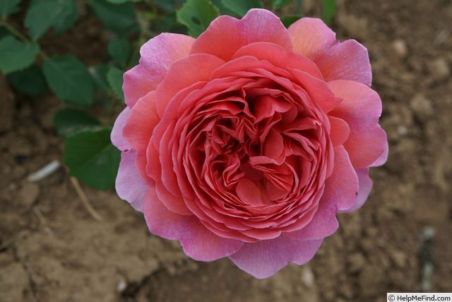 'Princess Alexandra of Kent' rose photo