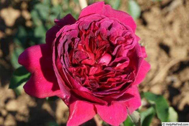 'William Shakespeare 2000 ™ (shrub, Austin 1994)' rose photo