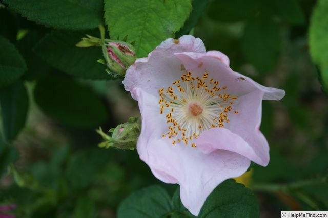 'R. gallica' rose photo