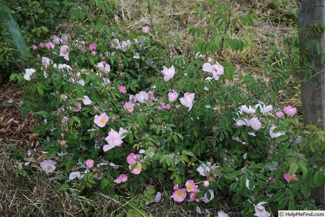 'R. polliniana' rose photo