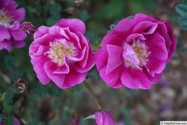 'William III' rose photo