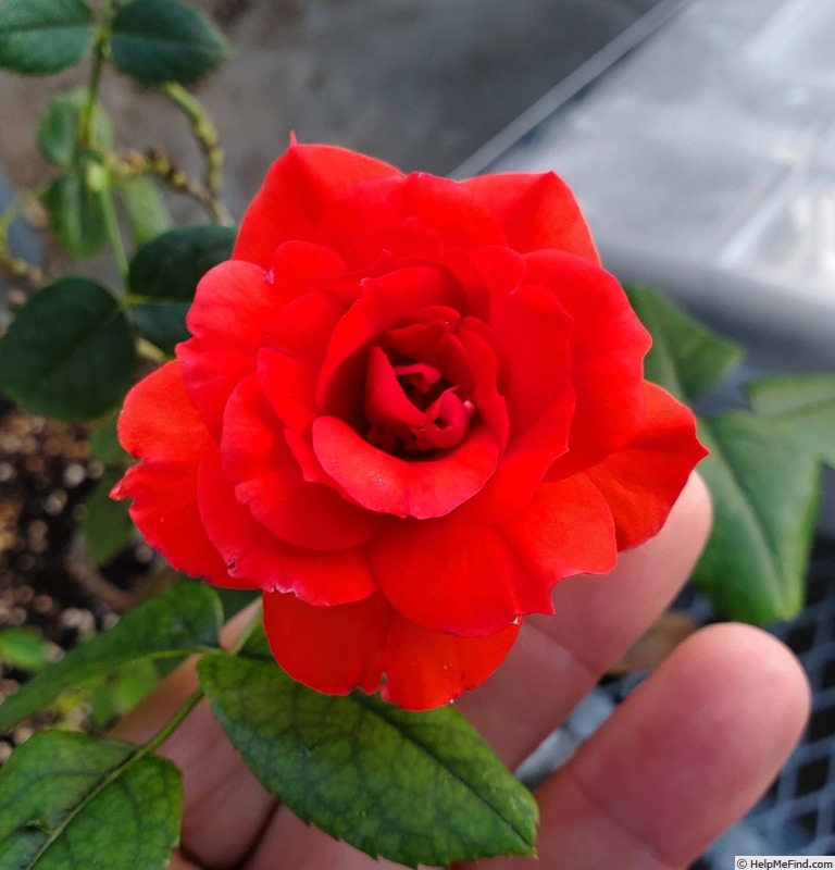 'ILCSEV' rose photo