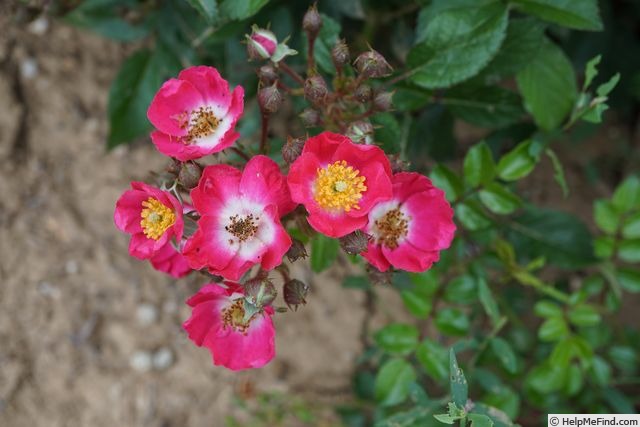 'Bashful' rose photo