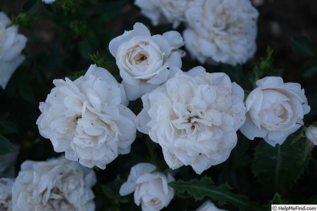 'Milky Pixie ®' rose photo