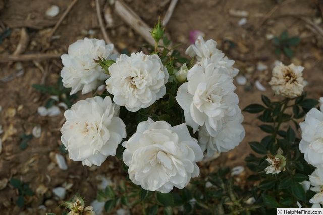 'Milky Pixie ®' rose photo