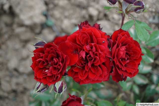 'Zenta' rose photo