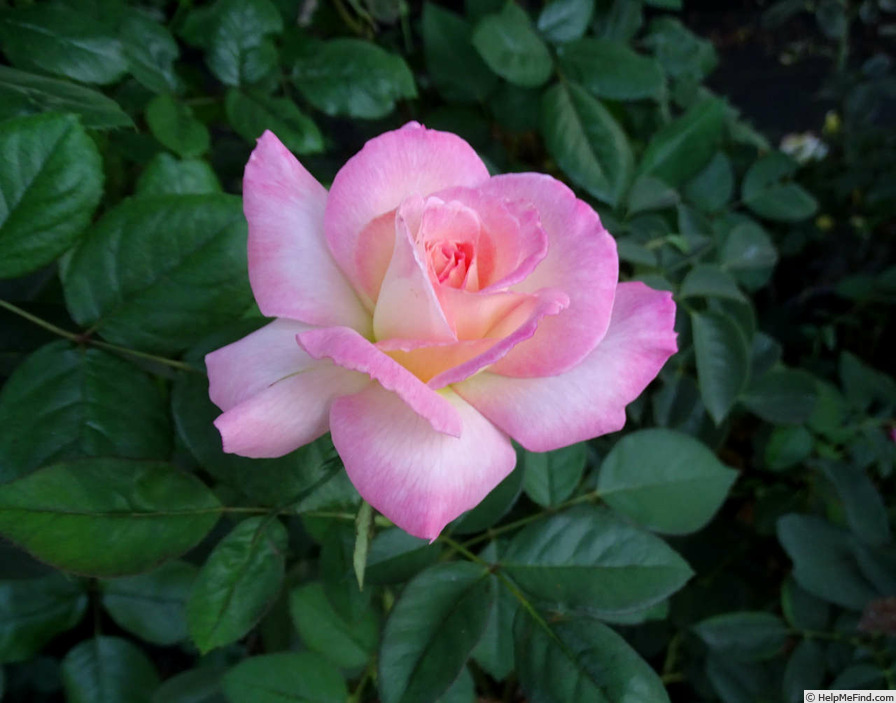 'Secret ™' rose photo