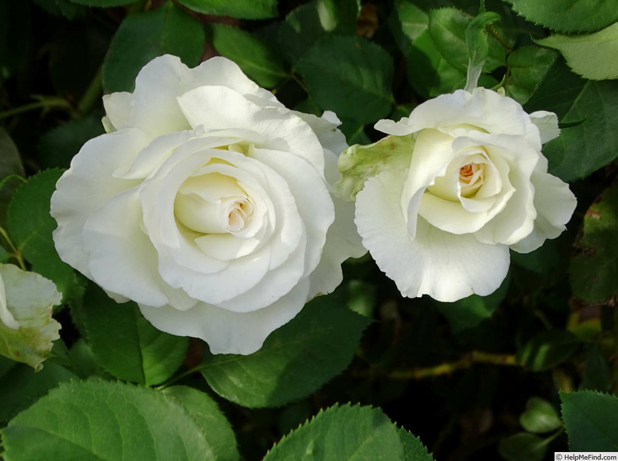 'Shirley's Bouquet' rose photo