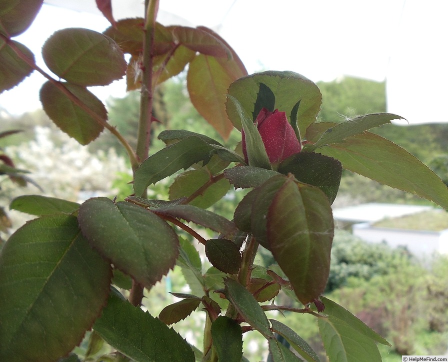 'Prinzregent' rose photo