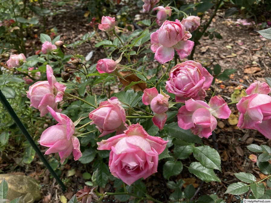 'PICLU16-1' rose photo