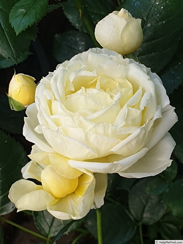 'Margarette Golding ®' rose photo