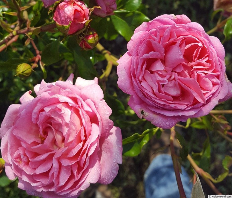 'Mim's Rose' rose photo