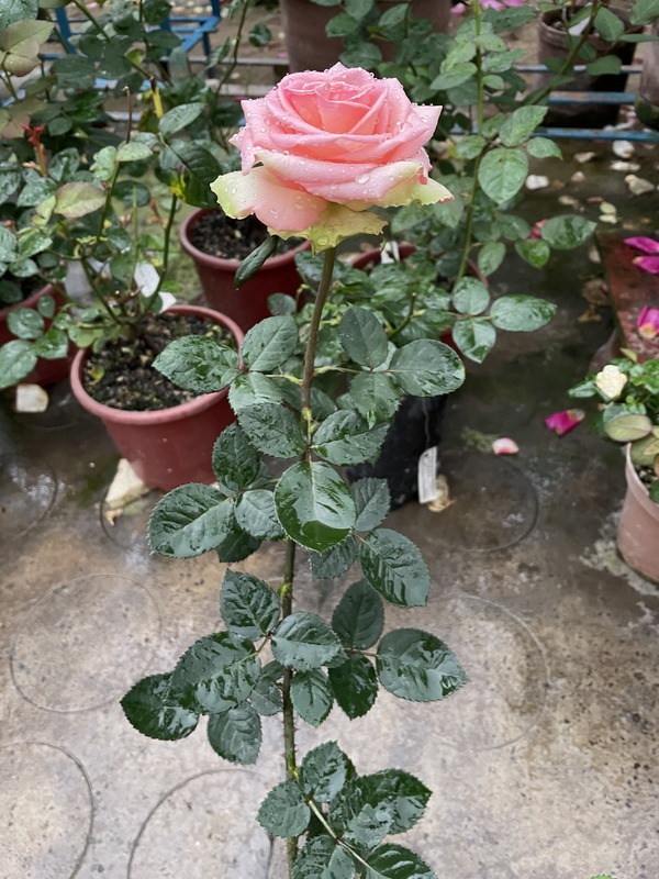 'Raj Paroda' rose photo