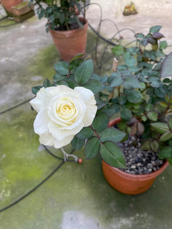 'Sarla' rose photo